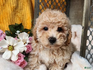 Toy Poodle dogs Muffin - Ad 12