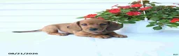 Miniature Dachshund dogs for sale: Barney - Ad 5