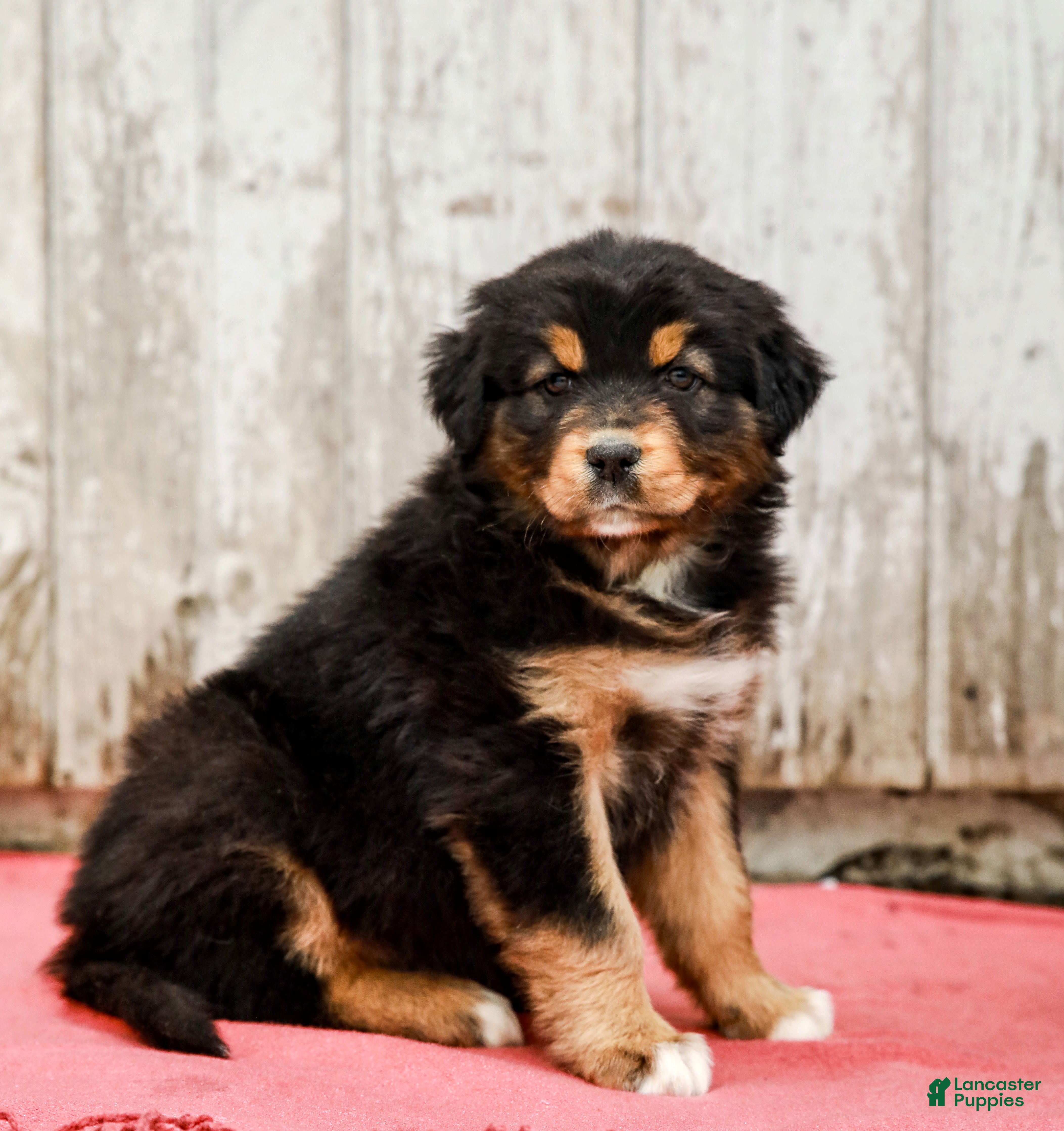 Australian Shepherd dogs Jesse - Ad 1