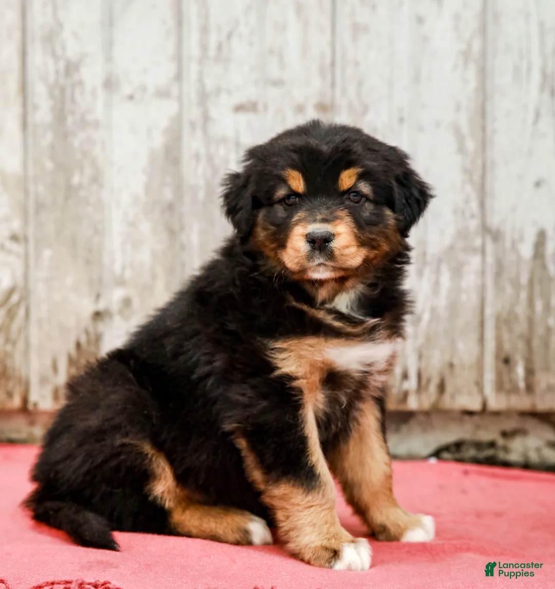 Australian Shepherd dogs for sale: Jesse - Ad 1