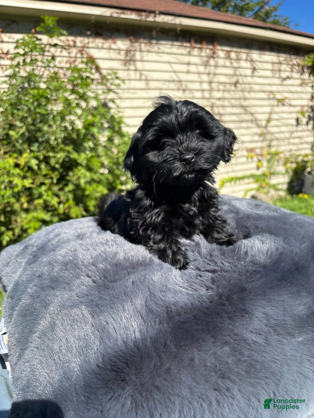 Yorkiepoo dogs for sale: Blue  - Ad 7