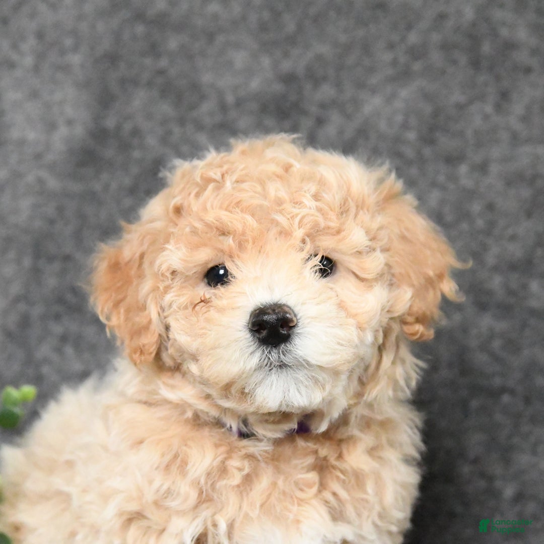 Bichpoo dogs for sale: Krissy - Ad 3