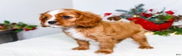 Cavalier King Charles Spaniel dogs for sale: Snowflake - Ad 14