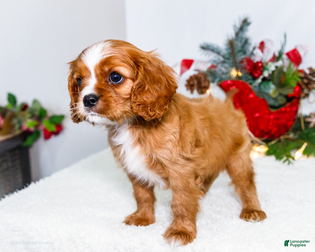 Cavalier King Charles Spaniel dogs for sale: Snowflake - Ad 14