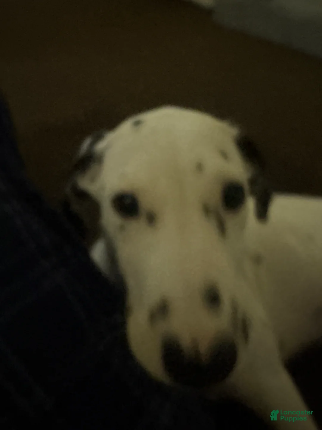 Mixed Breed dogs for sale: Mixed Breed Puppy 1 - Ad 6