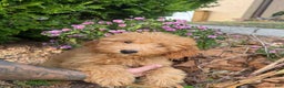 Mini Goldendoodle dogs for sale: Mini Goldendoodle Puppy 1 - Ad 1
