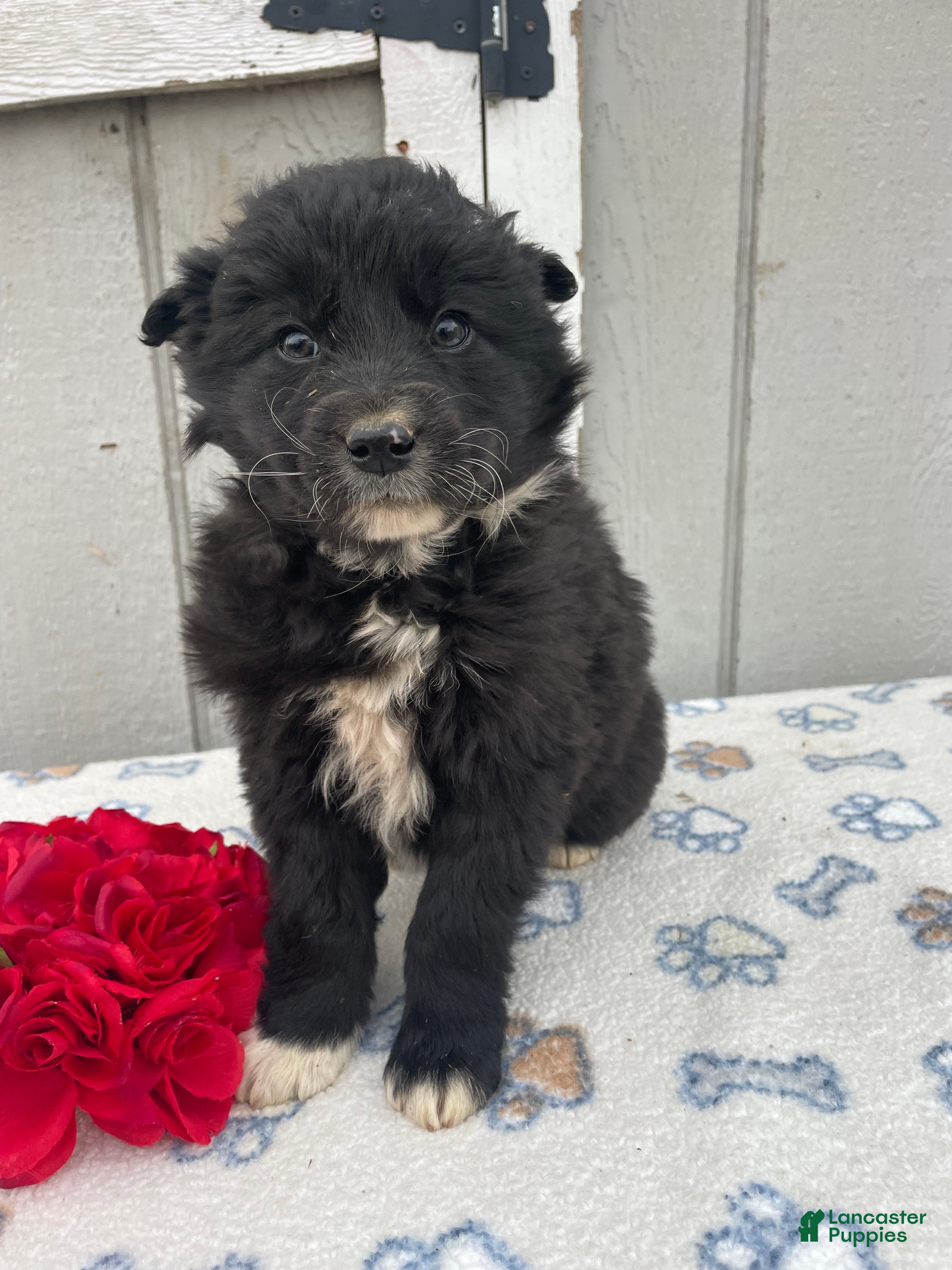 Border Collie dogs Buster - Ad 30