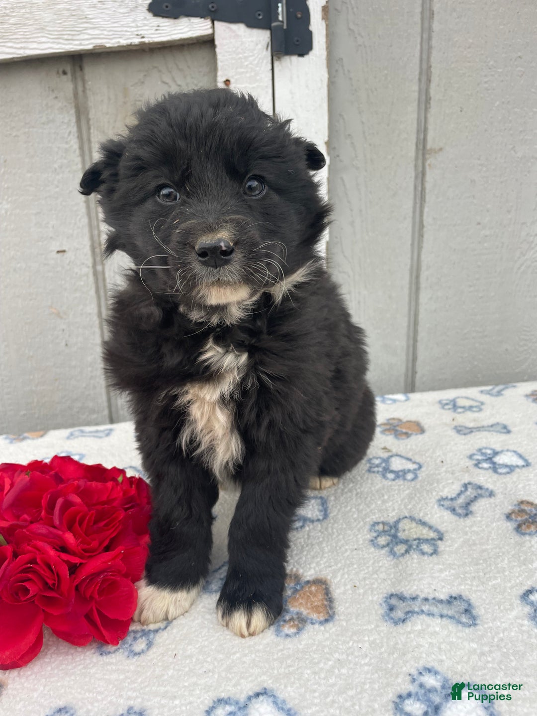 Border Collie dogs for sale: Buster - Ad 3