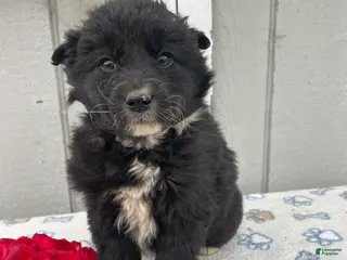 Border Collie dogs Buster - Ad 30