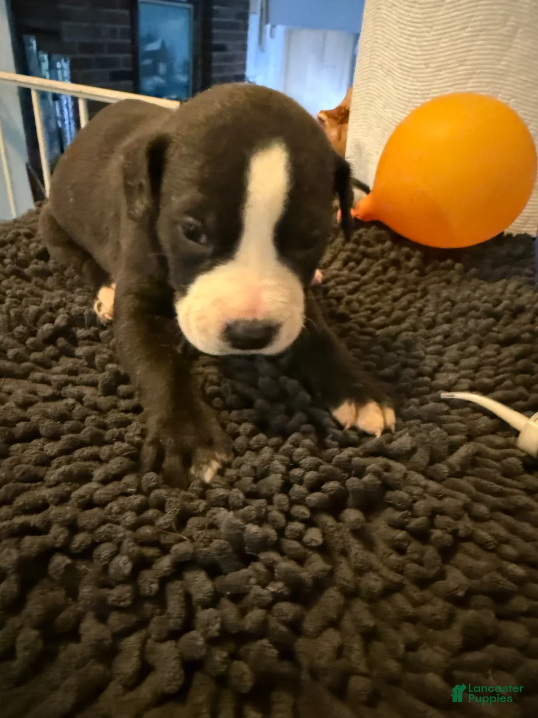 Mixed Breed dogs for sale: Mixed Breed Puppy 1 - Ad 1