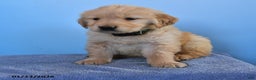 Golden Retriever dogs for sale: Orbit - Ad 3