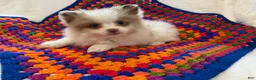 Pomeranian dogs for sale: Cotton - Ad 1