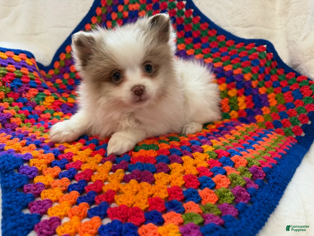Pomeranian dogs for sale: Cotton - Ad 1