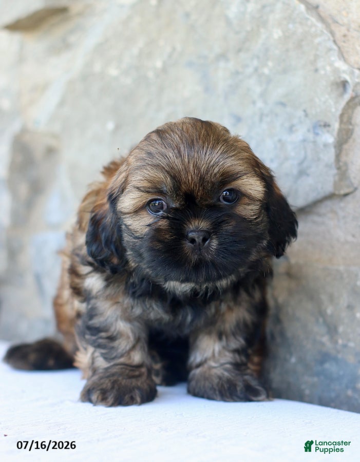 Shih Tzu dogs Reno - Ad 1