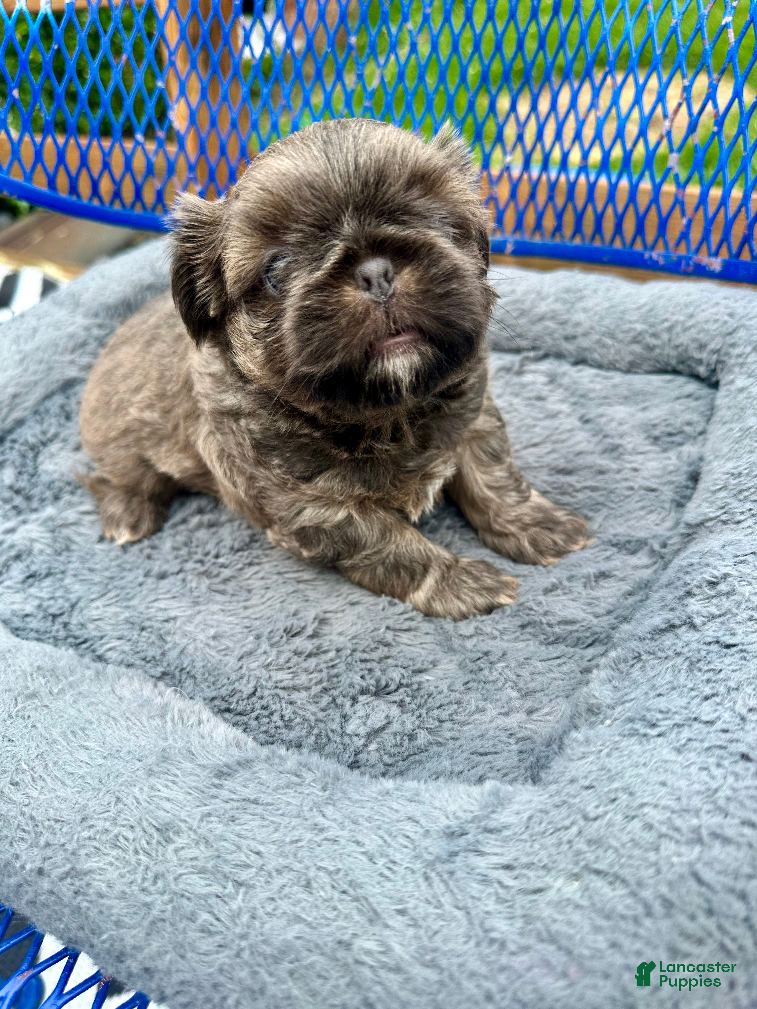 Shih Tzu dogs for sale: Shih Tzu Puppy 2 - Ad 9