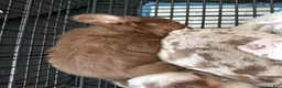 French Bulldog dogs for sale: French Bulldog 3 - Ad 14