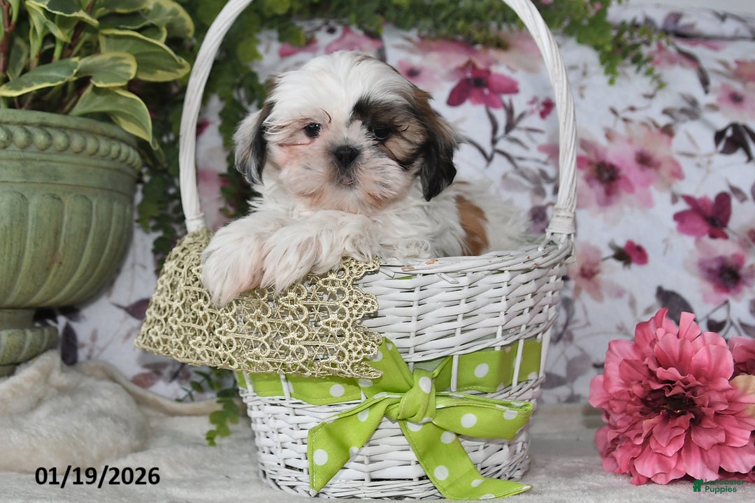Shih Tzu dogs for sale: Dean - Ad 3