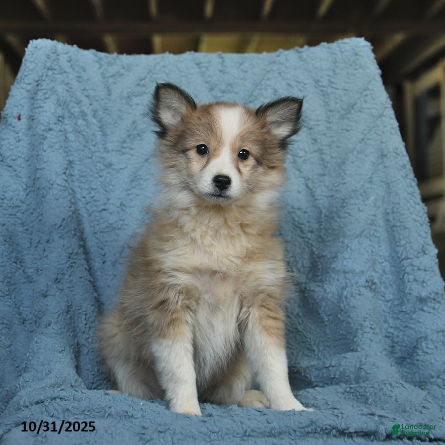 Mixed Breed dogs Lily  - Ad 10
