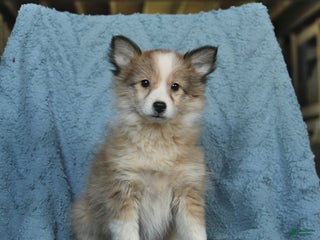 Mixed Breed dogs Lily - Ad 7