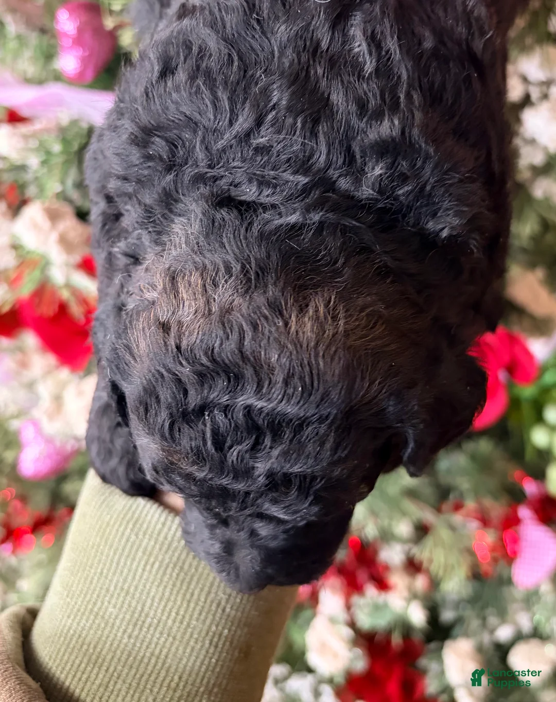 Goldendoodle dogs for sale: Goldendoodle Puppy 5 - Ad 3