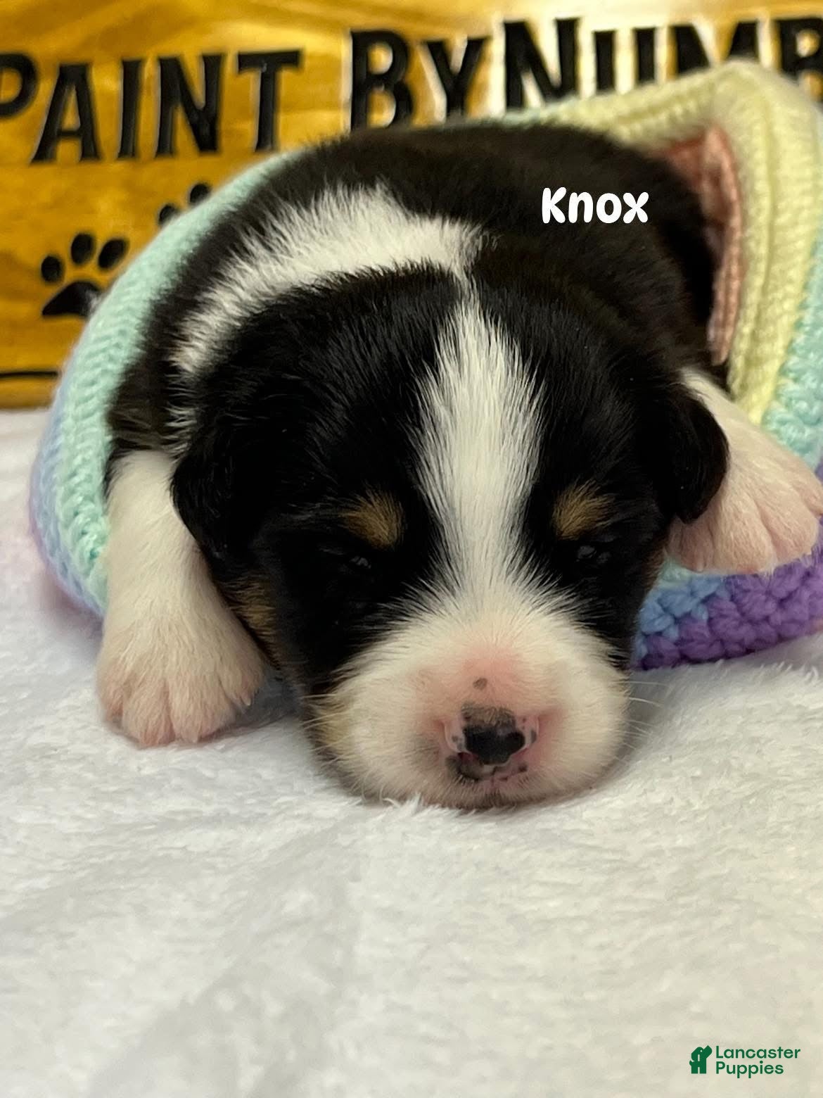 Australian Shepherd dogs Knox  - Ad 20