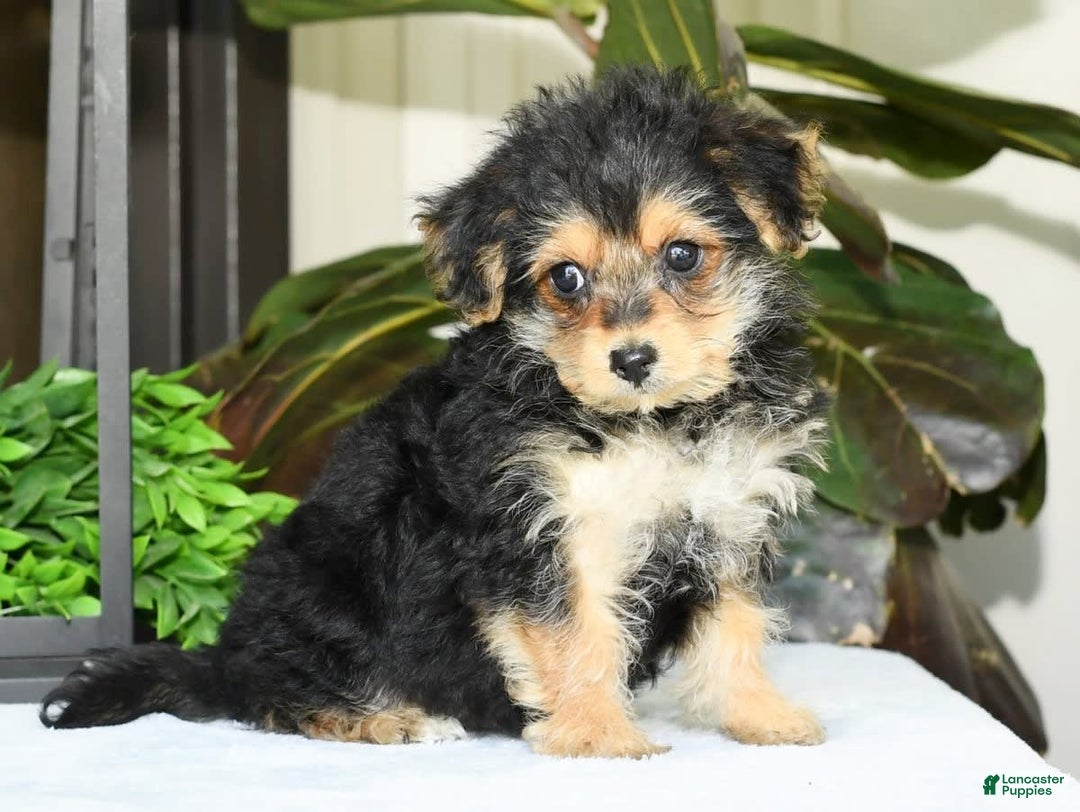 Yochon dogs for sale: Ricky - Ad 5