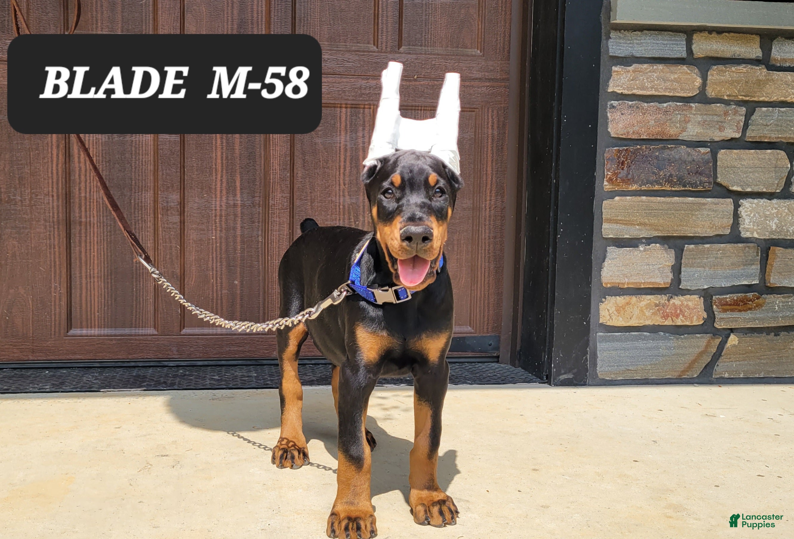 Doberman Pinscher dogs BLADE - Ad 39