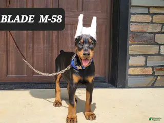 Doberman Pinscher dogs BLADE - Ad 37