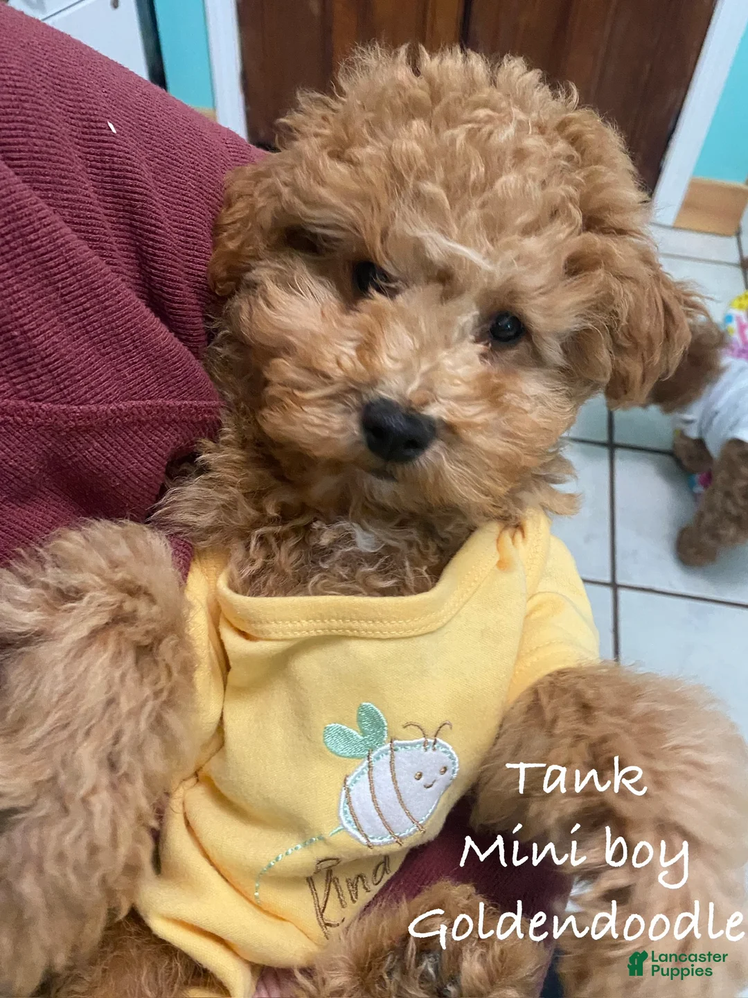 Mini Goldendoodle dogs for sale: Mini Goldendoodle Puppy tank  - Ad 1