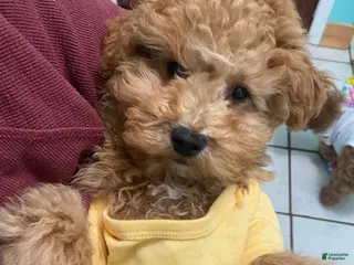 Mini Goldendoodle dogs Mini Goldendoodle Puppy tank - Ad 18