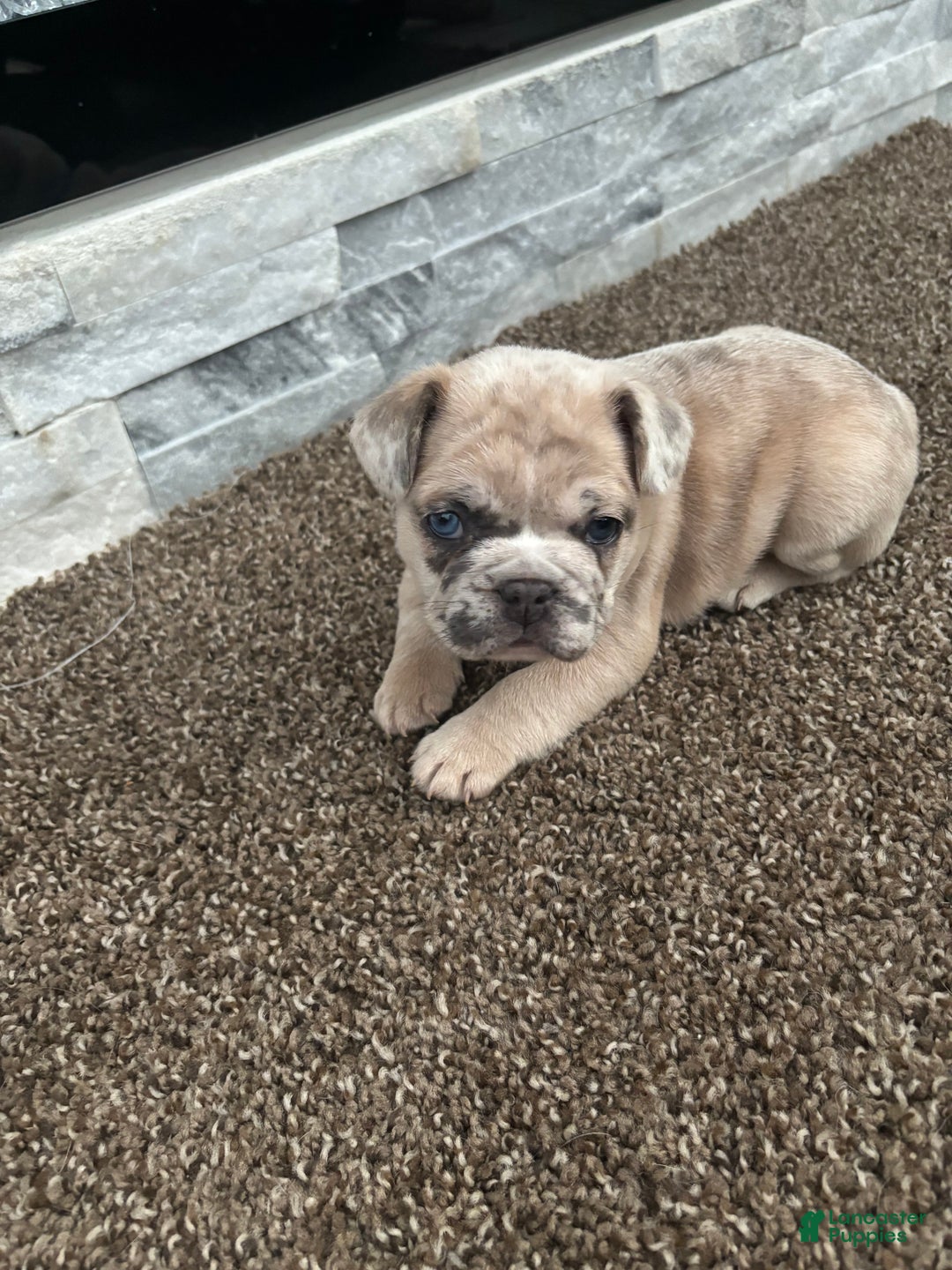 French Bulldog dogs for sale: Blu - Ad 2