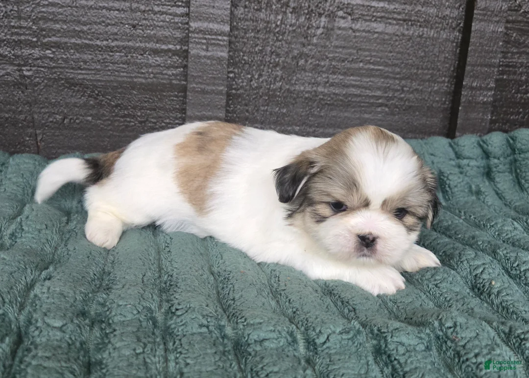 Mixed Breed dogs for sale: Shinese Bo - Ad 2