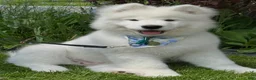 Samoyed dogs for sale: Hudson - Ad 3