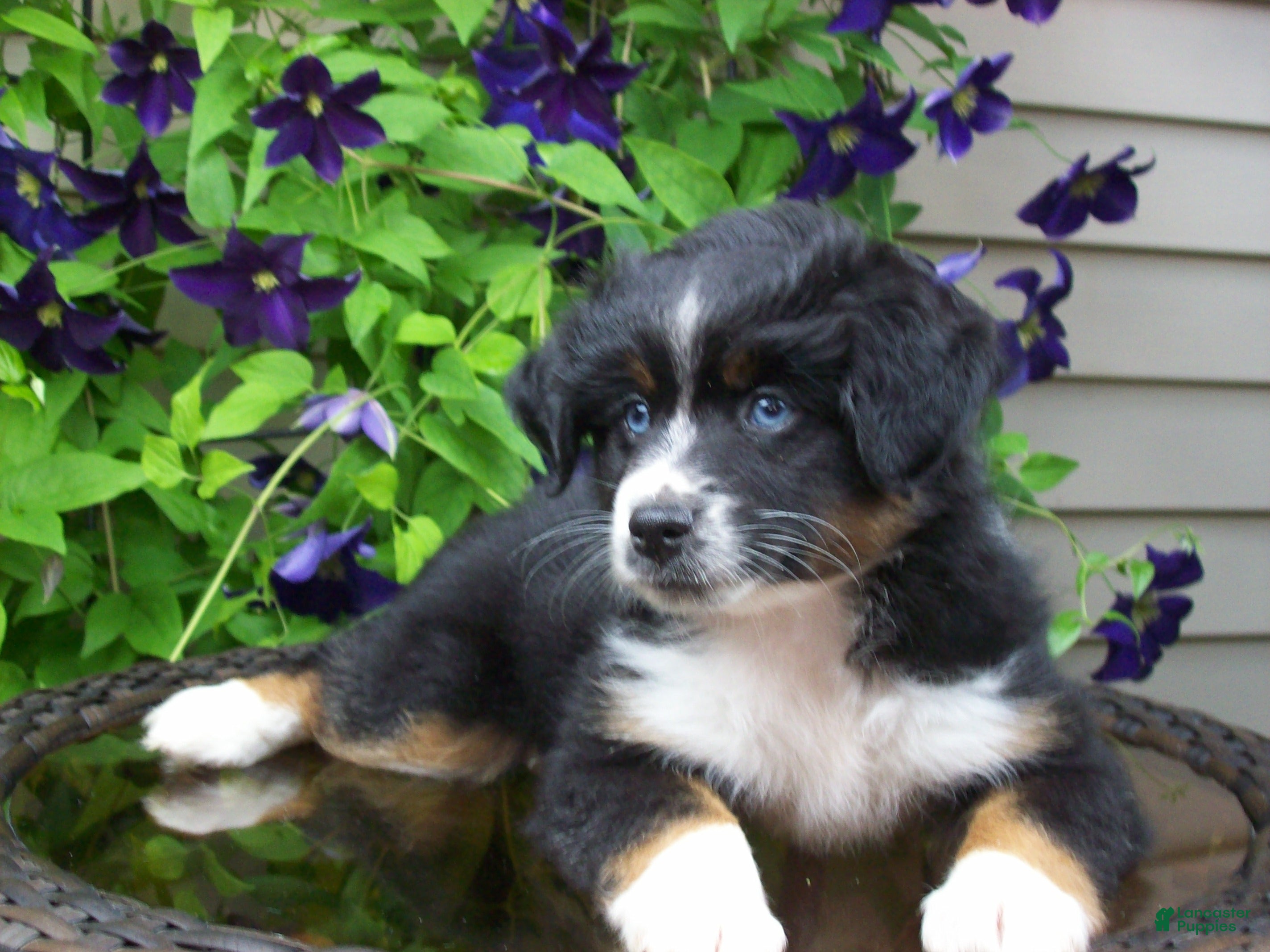 Miniature Australian Shepherd dogs Mira - Ad 1
