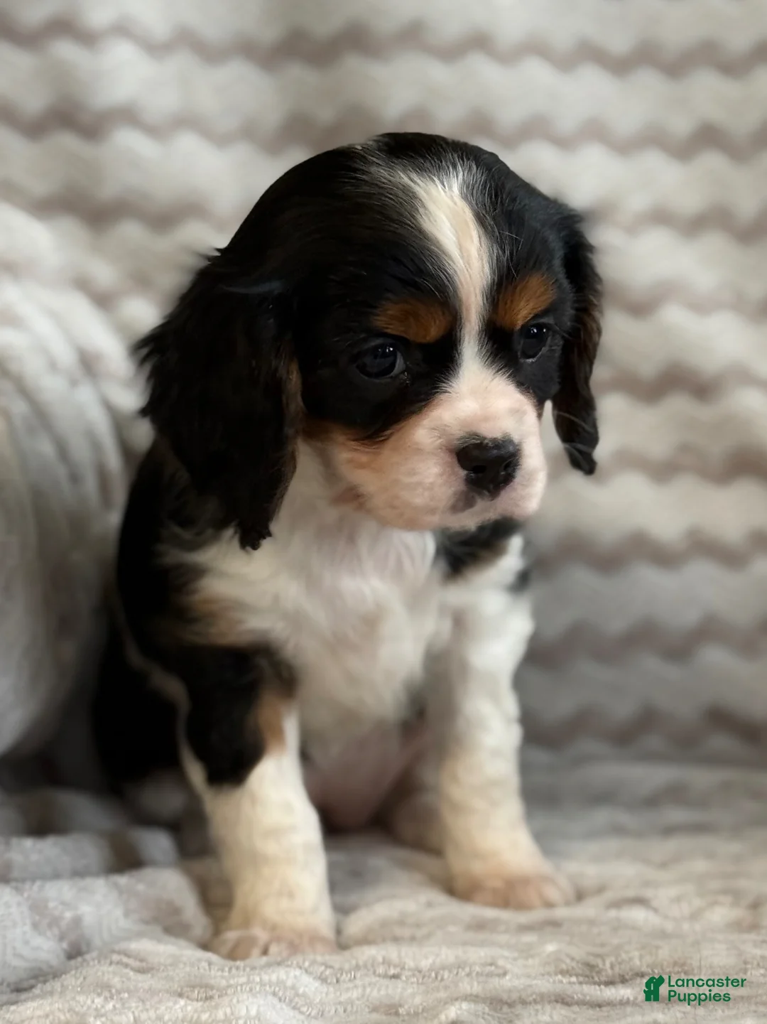Cavalier King Charles Spaniel dogs for sale: Tulip - Ad 15