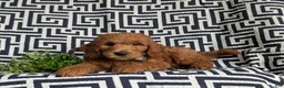 Mini Goldendoodle dogs for sale: Twain Hypoallergenic - Ad 6