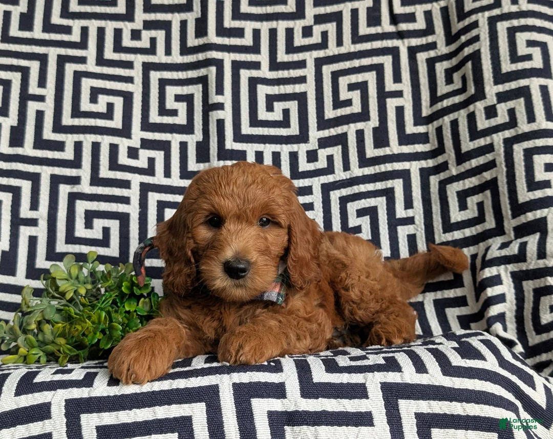 Mini Goldendoodle dogs for sale: Twain Hypoallergenic - Ad 6