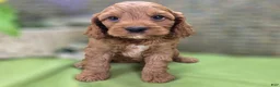 Cockapoo dogs for sale: Cashmere - Ad 7