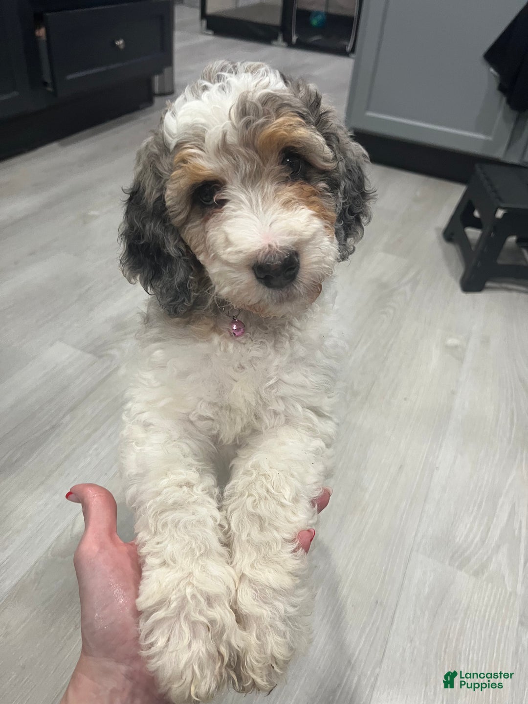 Bernedoodle dogs for sale: Rose - Ad 1