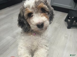 Bernedoodle dogs Rose - Ad 9