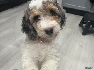 Bernedoodle dogs Rose - Ad 12