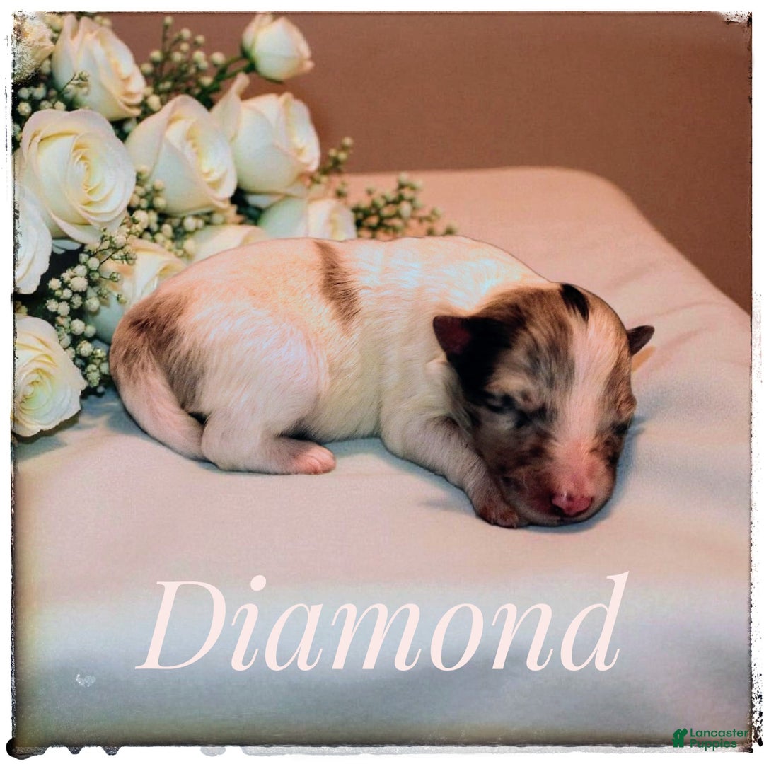 Shetland Sheepdog dogs for sale: Peridot (Perry) - Ad 11