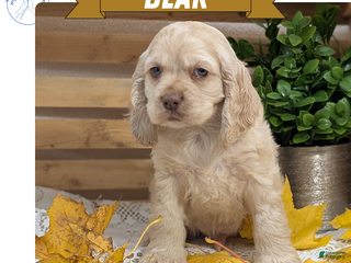 Cocker Spaniel dogs - Ad 3