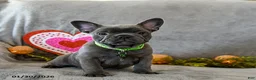 French Bulldog dogs for sale: Warrior - Ad 4