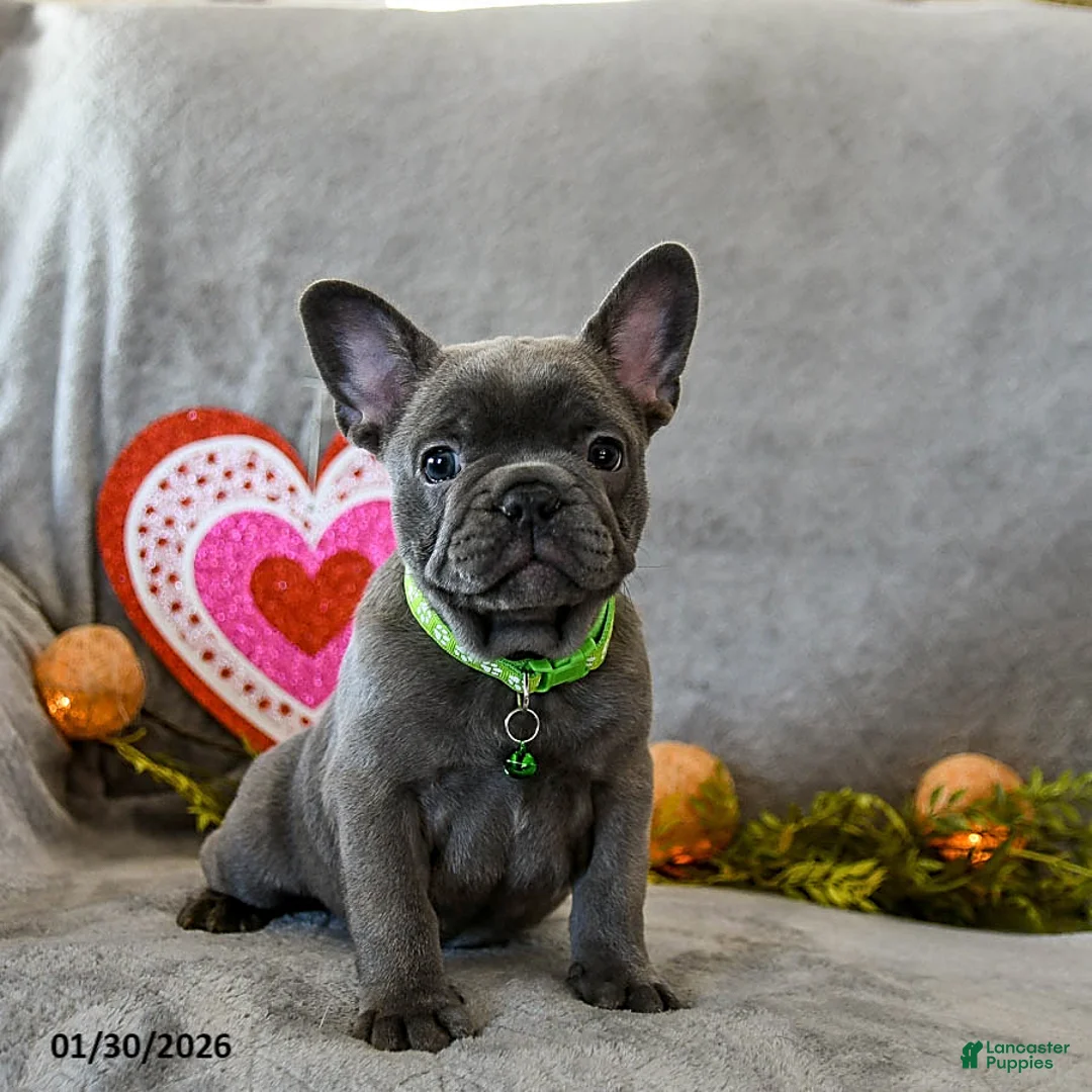 French Bulldog dogs for sale: Warrior - Ad 4