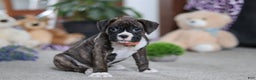 Boxer dogs for sale: Abby - Ad 3