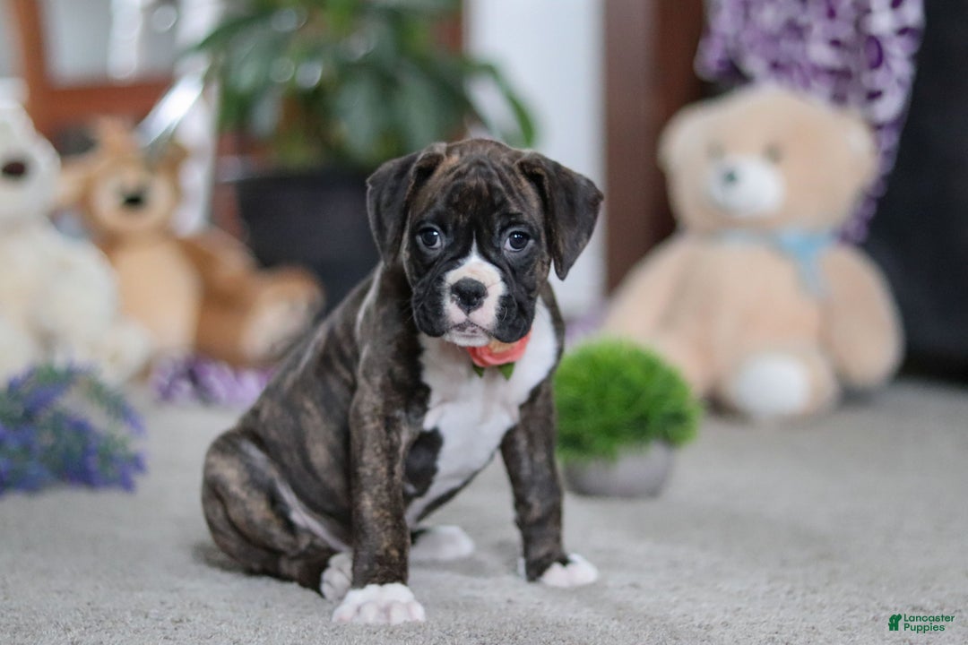 Boxer dogs for sale: Abby - Ad 3