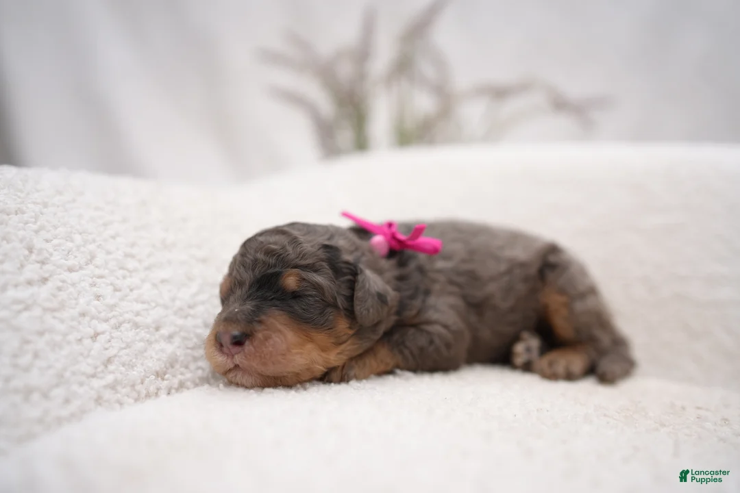 Bernedoodle dogs for sale: Pink Collar  - Ad 2