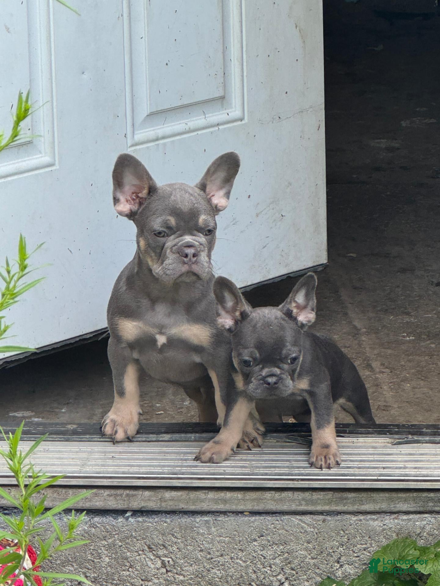 French Bulldog dogs Hermes - Ad 1