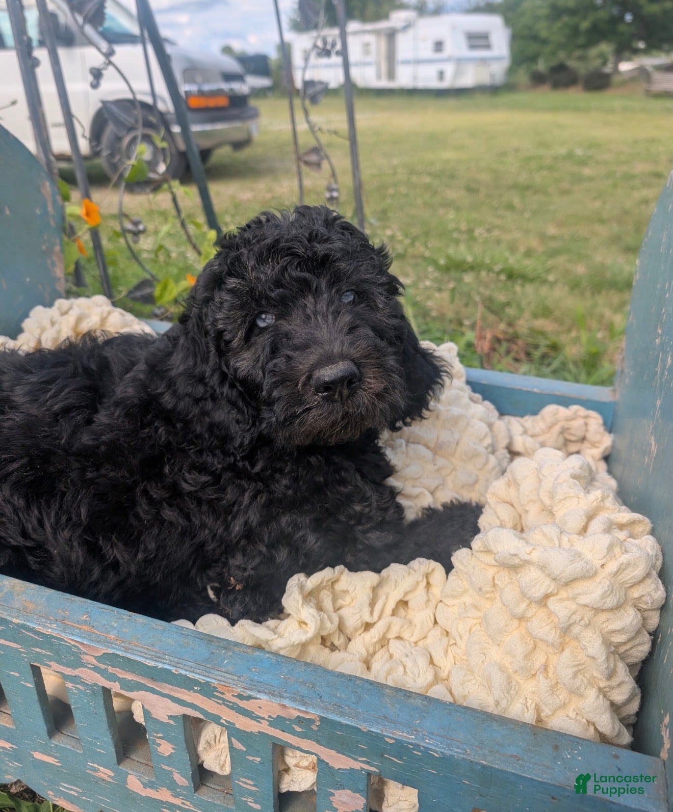 Labradoodle dogs Labradoodle 3 - Ad 2